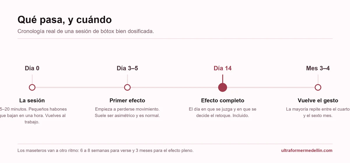 Línea de tiempo del bótox: día 0 la sesión, día 3 a 5 primer efecto, día 14 efecto completo y control, mes 3 a 4 vuelve el gesto